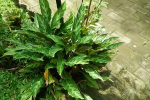 Amazing green black long leaves pattern of Calathea lancifolia or goeppertia or marantha a tropical ornamental plant photo