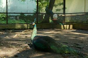 hermosa grande pájaro. el pavo real es propensión en un hierro jaula con sus vistoso plumas foto