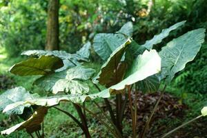 big green taro in the middle of a shady and green tropical forest photo