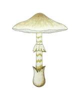 Amanita phalloides pencil watercolor drawn, poisonous mushroom, death cap. Deadly mushroom, poisonous mushroom. vector