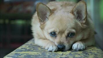 kortharig chihuahua hond aan het liegen Aan bank buitenshuis. video