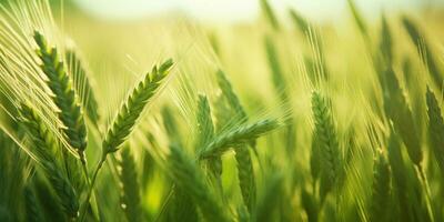 A mesmerizing view of a vibrant wheat field. AI generative photo