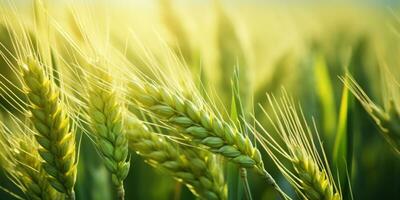 A mesmerizing view of a vibrant wheat field. AI generative. photo