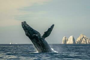 humpback whale breaching in cabo san lucas baja california sur mexico pacific ocean photo