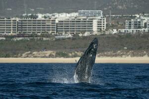 humpback whale breaching in cabo san lucas baja california sur mexico pacific ocean photo