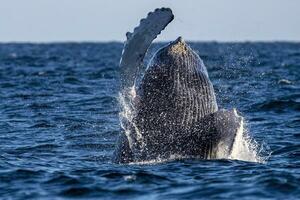 humpback whale breaching in pacific ocean background in cabo san lucas mexico baja california sur photo