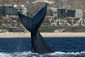 humpback whale breaching in pacific ocean background in cabo san lucas mexico baja california sur photo