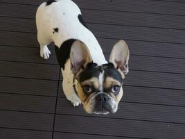 french bulldog dog jumping to you photo