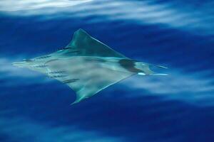 Mobula rayo nadando con un piloto pez, ligur mar, Mediterráneo, Italia. foto