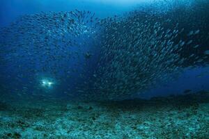 sea turtle inside a giant sardines school of fish bait ball while diving cortez sea photo