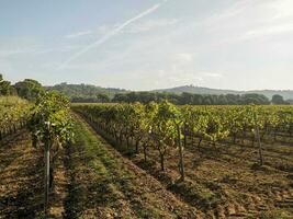 vineyards wine grapes field in porquerolles island france panorama landscape photo