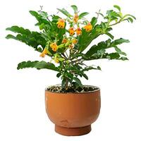 Ratchaphruek flower potted plant, white background. photo