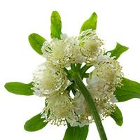 Piper flowers potted plant, white background. photo