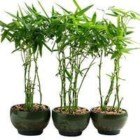 Trees planted in pots white background photo