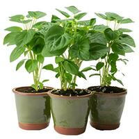 Piper flowers potted plant, white background. photo