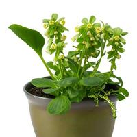 Cowslip creeper , white background. milkbalba isolated and clipping path photo