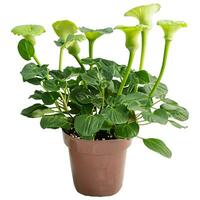 Piper flowers potted plant, white background. photo