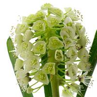 Piper flowers potted plant, white background. photo