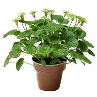 Piper flowers potted plant, white background. photo