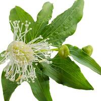 Piper flowers potted plant, white background. photo