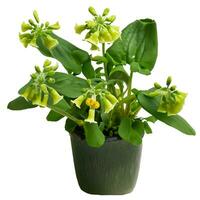 Cowslip creeper , white background. milkbalba isolated and clipping path photo