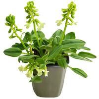 Cowslip creeper , white background. milkbalba isolated and clipping path photo