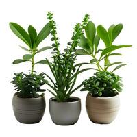 Trees planted in pots white background photo