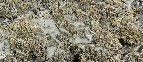 Barnacles and mussels on beach rocks at low tide photo