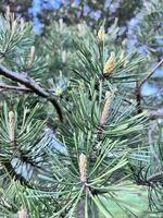 un cerca arriba de un pino árbol con brotes foto