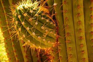 Detail, sharp, spiny cactus needles in late afternoon light photo