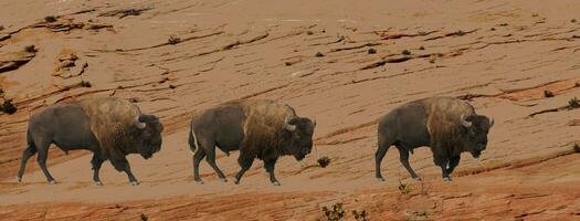 Group of bison walking across eroded cliffs photo