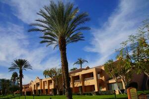 green oasis with Palm trees photo