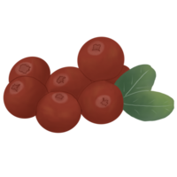 Preiselbeeren mit Blättern png