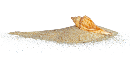 dune of sand with seashell isolated png