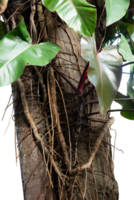 Naturel arbre avec léche-botte plante png