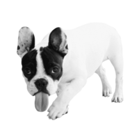 gelukkig puppy hond glimlachen Aan een geïsoleerd transparant achtergrond. tonen tong png