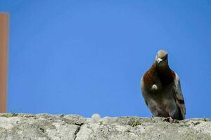 a pigeon sitting on top of a stone wall photo