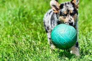 A dog playing photo