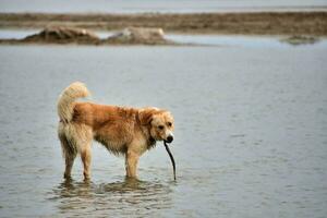 A dog playing photo