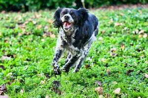 A dog playing photo