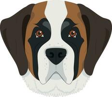 Saint Bernard dog isolated on white background vector illustration