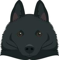 Schipperke dog isolated on white background vector illustration