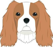 caballero Rey Charles spaniel perro aislado en blanco antecedentes vector ilustración