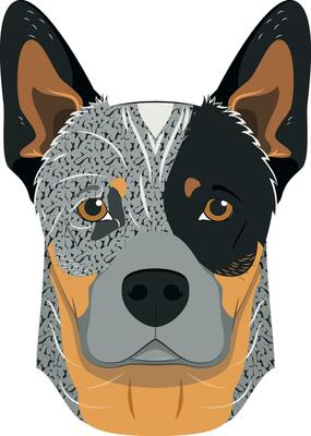Australian Cattle dog isolated on white background vector illustration