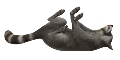 Waschbär isoliert auf ein transparent Hintergrund png