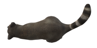 Waschbär isoliert auf ein transparent Hintergrund png