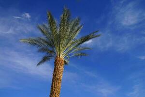 Desert palm tree photo