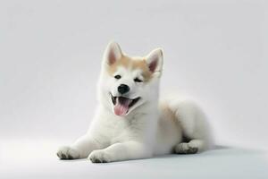 photo dog on a plain white background. ai generated