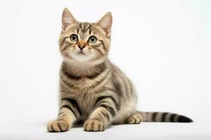 photo of a cat on a plain white background. ai generated