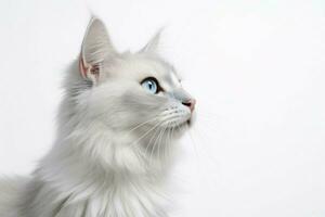foto de un gato en un llanura blanco antecedentes. ai generado